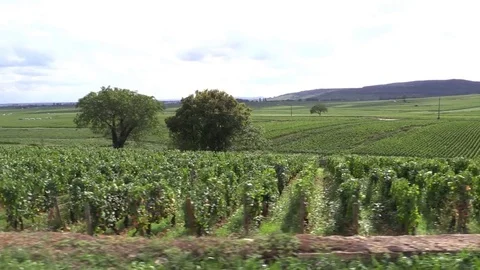 Crossing grape vines Stock Footage 83872232