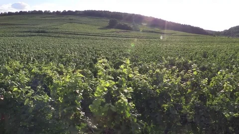 Crossing grape vines Stock Footage 83872392