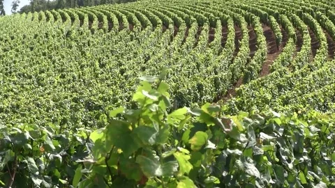 Crossing grape vines Stock Footage 83872514
