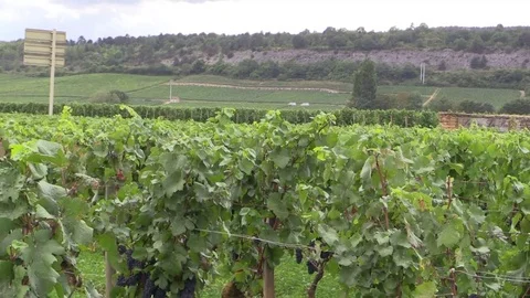 Crossing grape vines Stock Footage 83872815