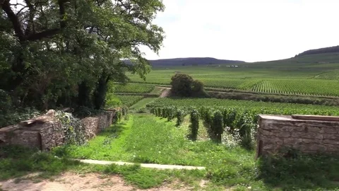 Crossing grape vines with vehicle Stock Footage 83872401