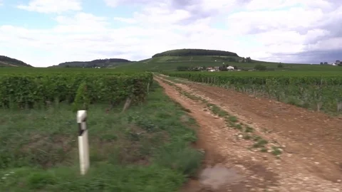 Crossing grape vines in a vehicle Stock Footage 83872938