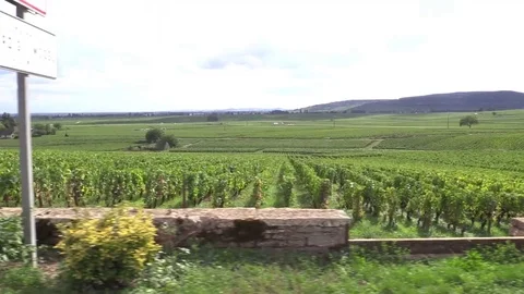Crossing grape vines with vehicule Stock Footage 83872524