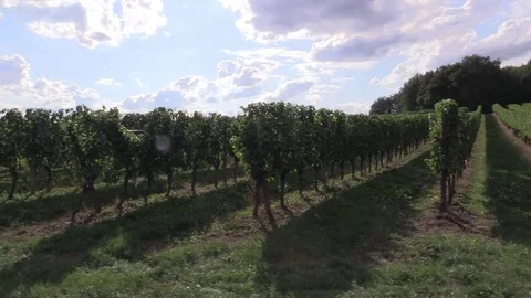 Crossing grape vines with vehicule Stock Footage 83872913