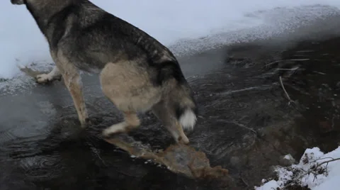 Crossing Ice River Dog Stock Footage 34441930