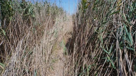 Crossing a narrow path. Stock Footage 136668309