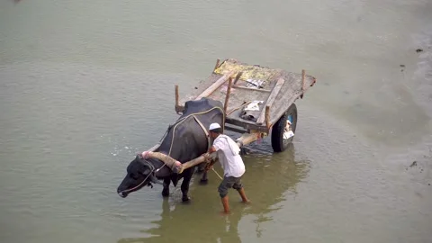 Crossing the river the cart of buffalo brought by the laborer Stock Footage 217532553