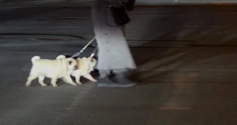 Crossing the road with two pet Pikens dogs late in the evening in the city Stock Footage 335634600