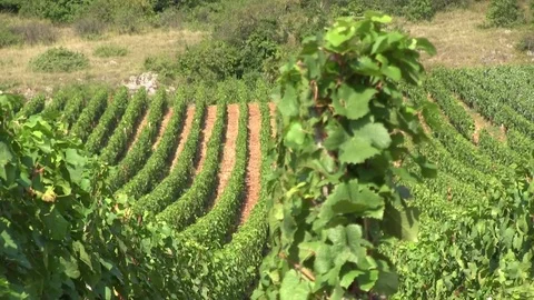 Crossing row of vines Stock Footage 83871963