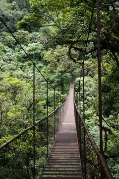 Crossing suspension bridge deep inside rain forest in Panama Stock Photos