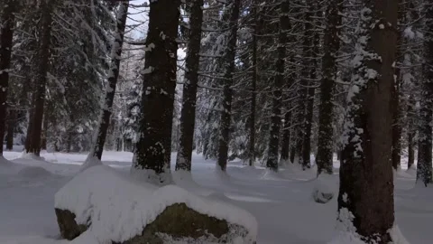 Crossing through a Snowy Alpine Forest 4k Stock Footage 150438227