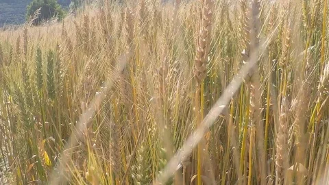 Crossing through wheat field Stock Footage 126170053