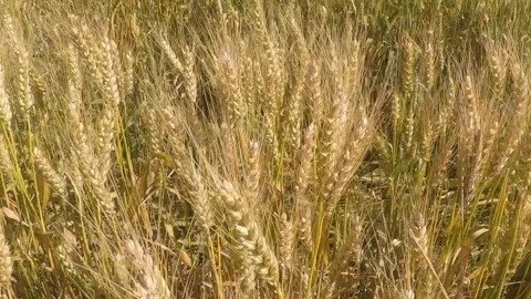 Crossing through wheat field Stock Footage 146319089