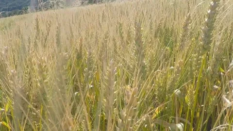 Crossing through wheat field Stock Footage 146319097