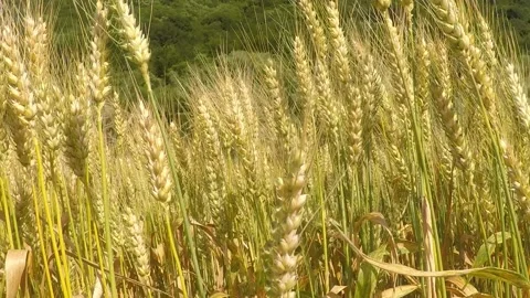 Crossing through wheat field Stock Footage 146319400