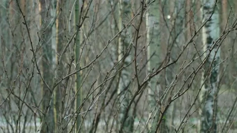 Crossing trees with buds in the middle of snowless winter in overcast weather 스톡 동영상 146079175