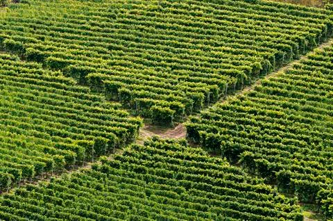 Crossing of the vineyard, Stock-Fotos