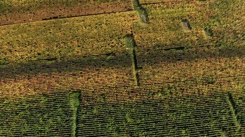 Crossing vineyards by plane Stock Footage 83873215