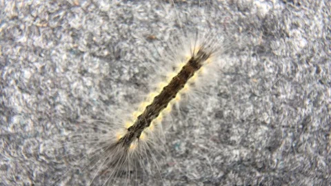 Crossing  woolly worm Stock Footage 125720237