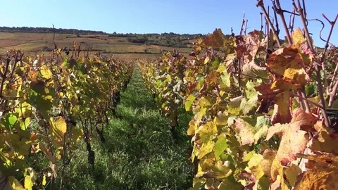 Crossing yellow grape vines Stock Footage 83871946
