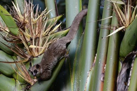 Crossley\'s Katmaki, Furry-eared Dwarf Lemur, Cheirogaleus crossleyi Stock Photos