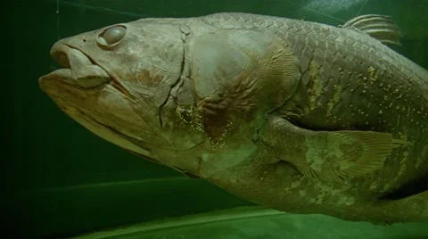 Crossopterygii，specimen Video stock 53835516