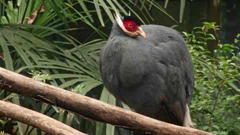A Crossoptilon auritum with red and white feather on the head in the zoo Stock Footage 304929378