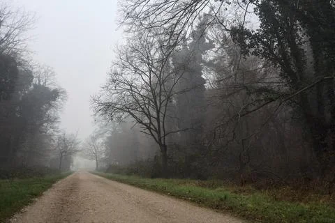 Crossroads between two paths marked by a bare tree in a park on a foggy day Stock Photos