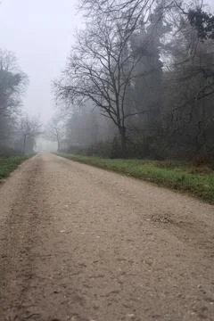 Crossroads between two paths marked by a bare tree in a park on a foggy day Stock Photos