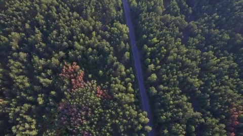 Crossroads from forest to local road with white car aerial drone zoom out 4k Stock Footage 77939726