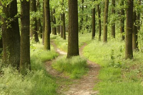 Crossroads in forest Stock Photos