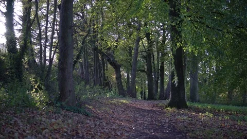 Crossroads in the forest - track and footpath Stock Footage 81720152