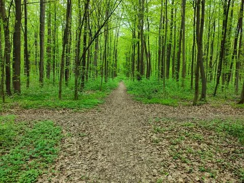 Crossroads of paths in the forest Stock Photos