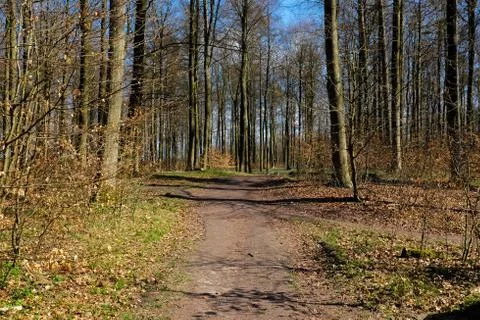 Crossroads in the woods Stock Photos