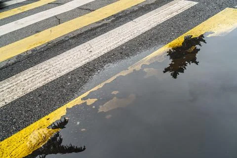 Crosswalk markings and tree reflection in street puddle 写真素材
