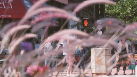 Crosswalk SlowMo2x Stock Footage 98556452