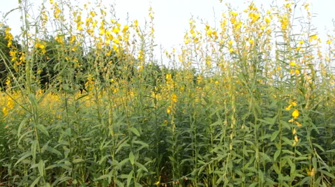 Crotalaria field Stock Footage 46227351