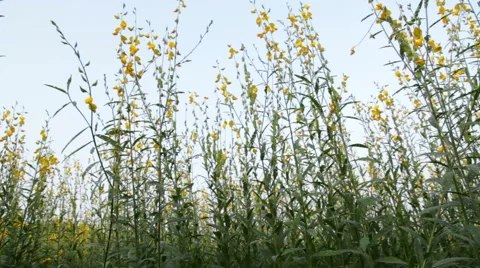 Crotalaria field Stock Footage 46227884