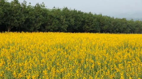 Crotalaria field Stock Footage 46227894