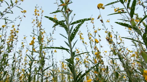 Crotalaria field Stock Footage 46228357