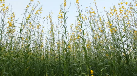 Crotalaria field Stock Footage 46228495