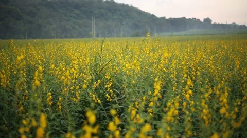 Crotalaria Fields  Stock Footage 117734576