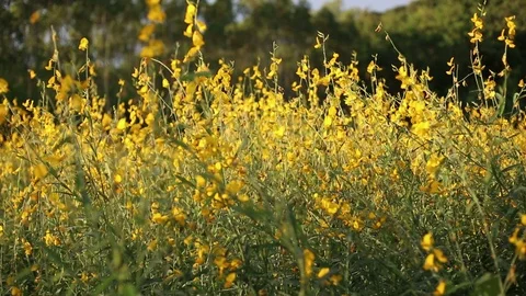 Crotalaria Fields  Stock Footage 117734691
