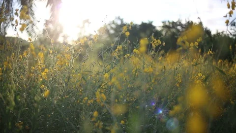 Crotalaria Fields  Stock Footage 117734730