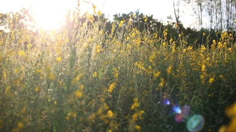 Crotalaria Fields  Stock Footage 117734778