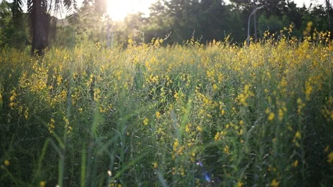 Crotalaria Fields  Stock Footage 117734876