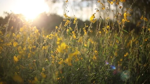 Crotalaria Fields  Stock Footage 117734921