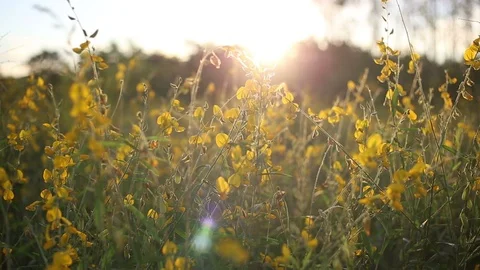 Crotalaria Fields  Stock Footage 117734954
