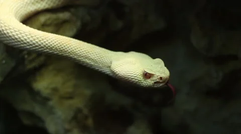 Crotaline Snake Stock Footage 46113056