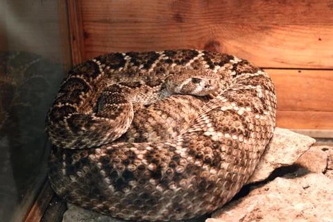 Crotalus atrox Stock Photos